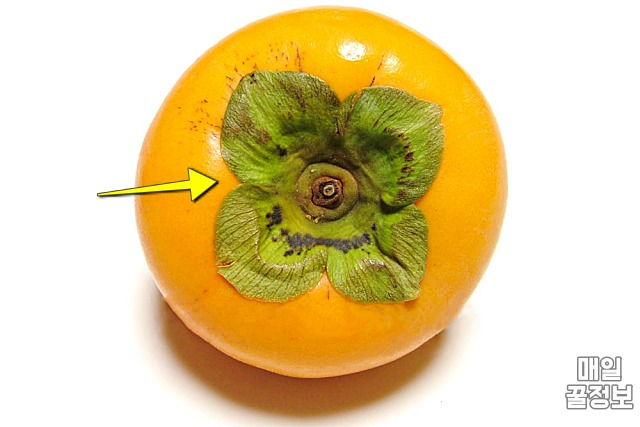 감 자르는법,감 씨빼기,팁줌
