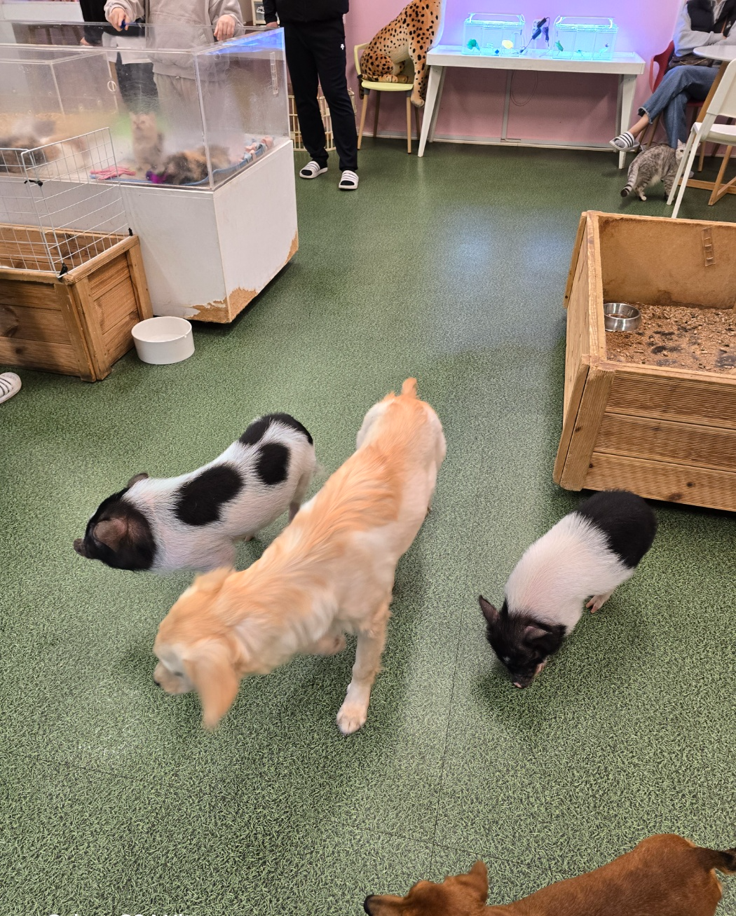 미니돼지와 강아지