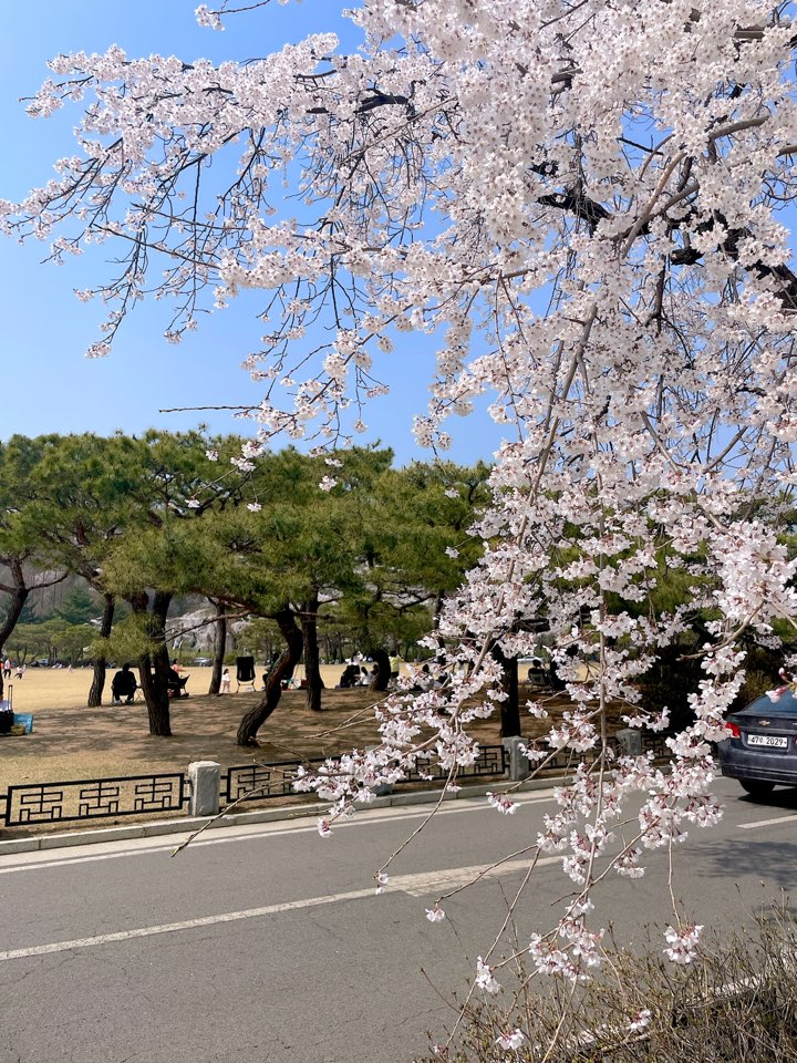 벚꽃