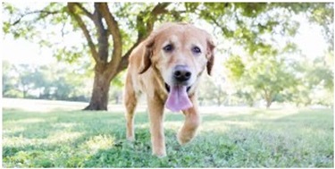 강아지 호흡 빠를 떄 의심 질병 - 단순한 더위가 아닐 수 있습니다.