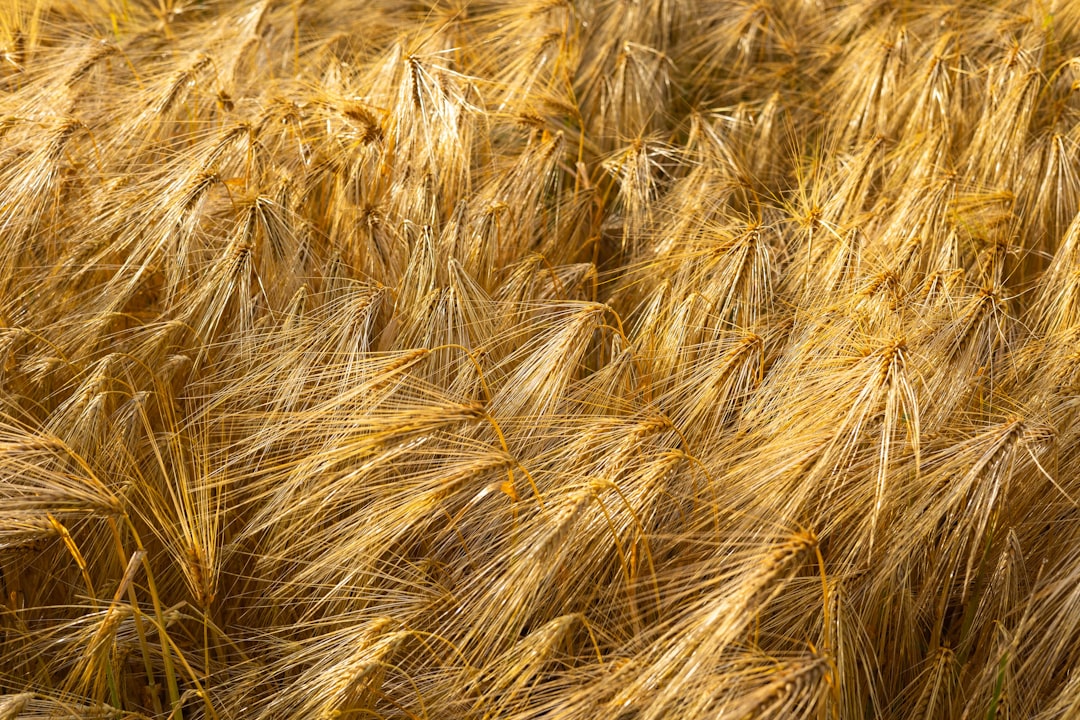 cultivation