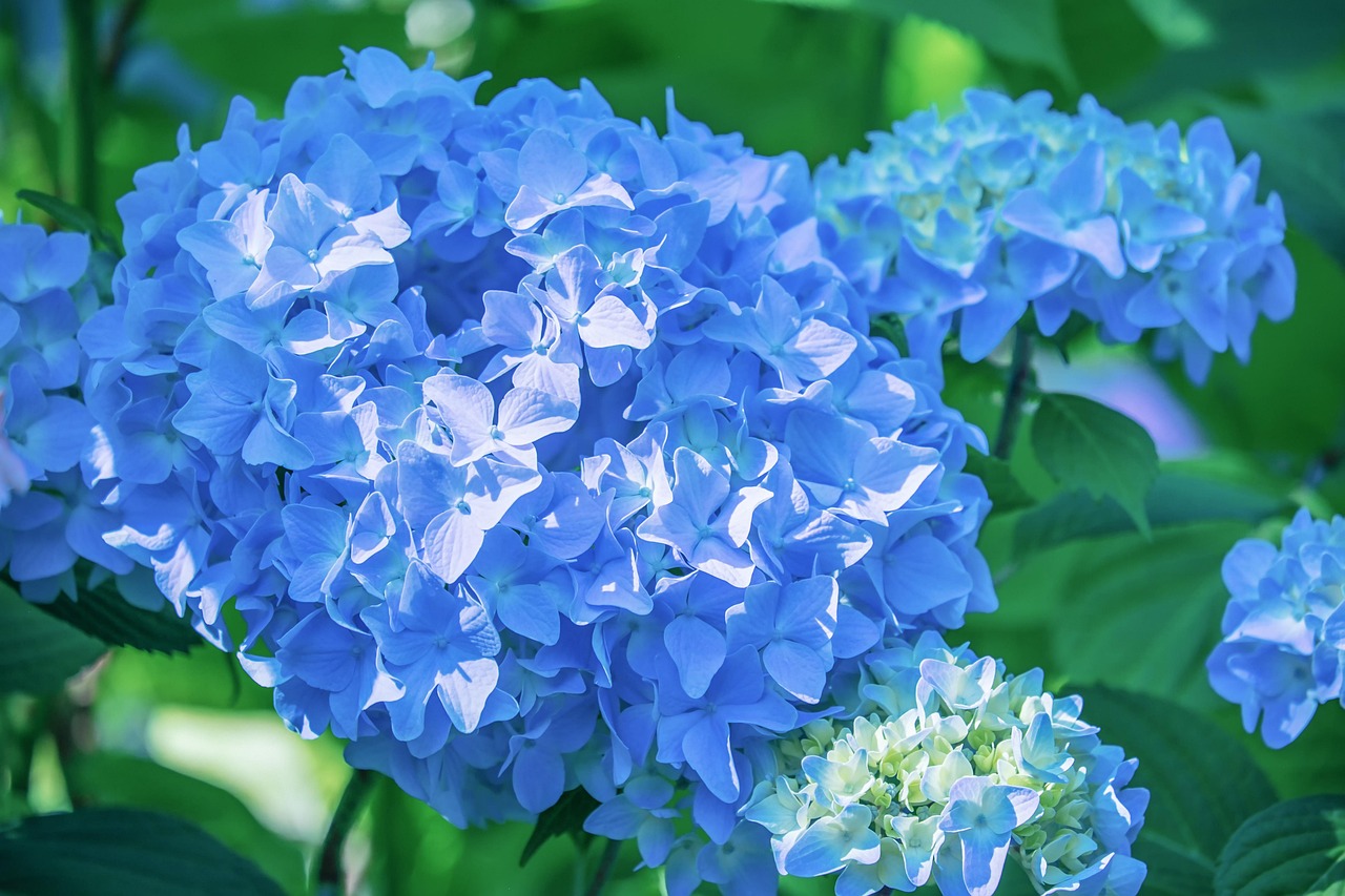진주 월아산 수국 축제