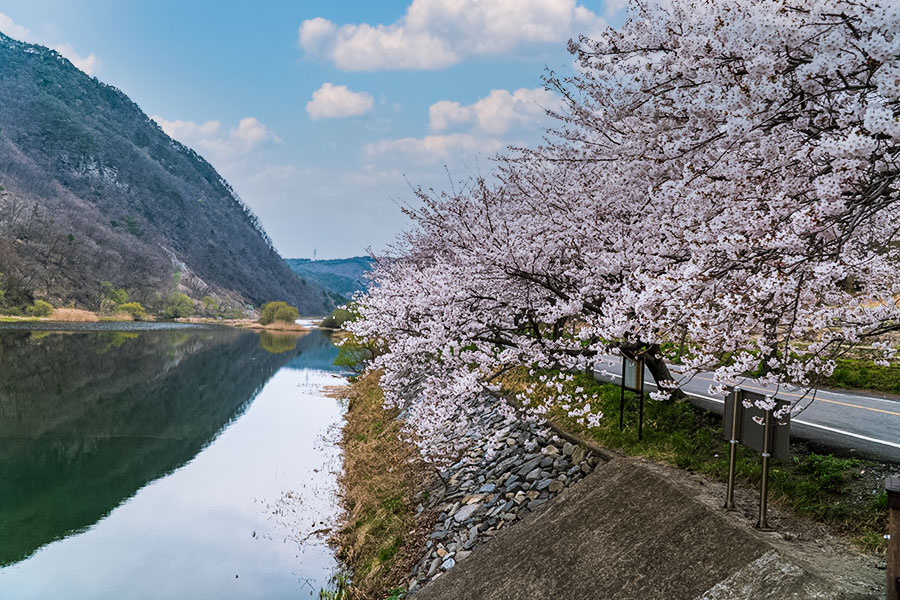  주산벚꽃축제 기본일정과 프로그램 소개