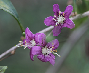 구기자 효능과 부작용