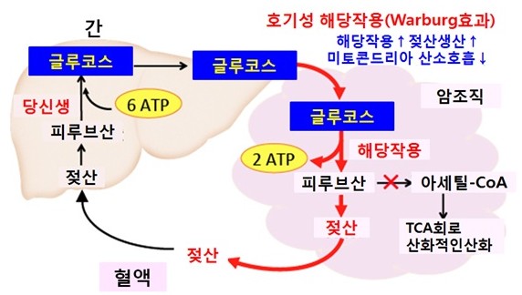 과당의 대사