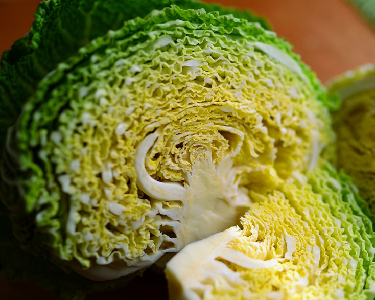 양배추-단면-변색