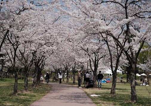 용산 벚꽃