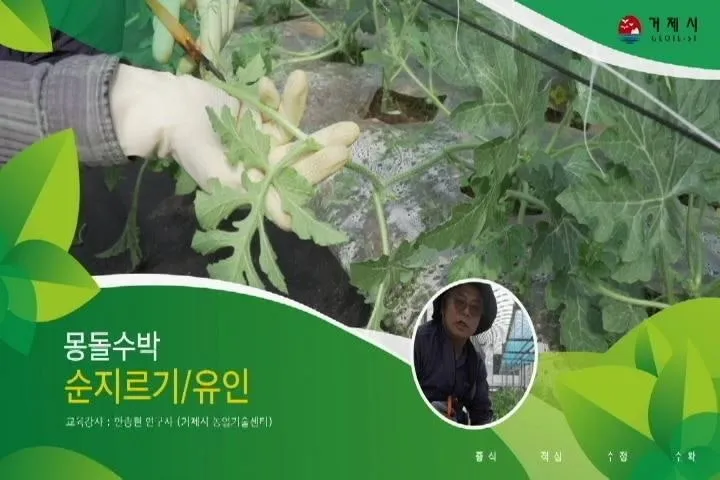 작물 순지르기 유인 기본 토마토 오이 가지 고추 수형관리_6