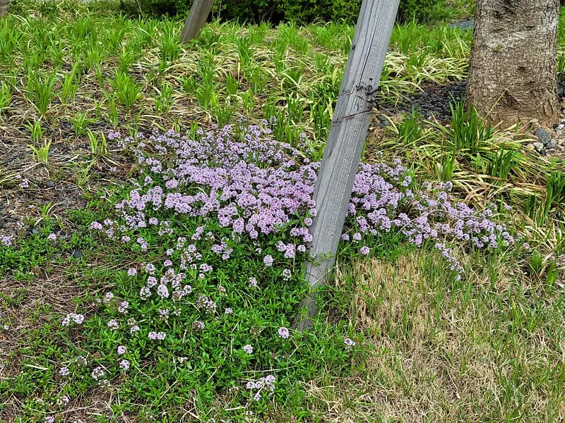 백리향 키우는 법 집에서 재배법 꿀팁_5