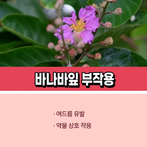 바나바잎 부작용