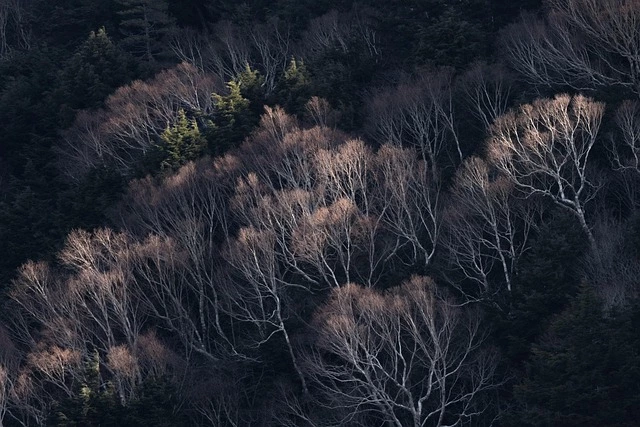 나무의사 자격증 취득방법과 전망