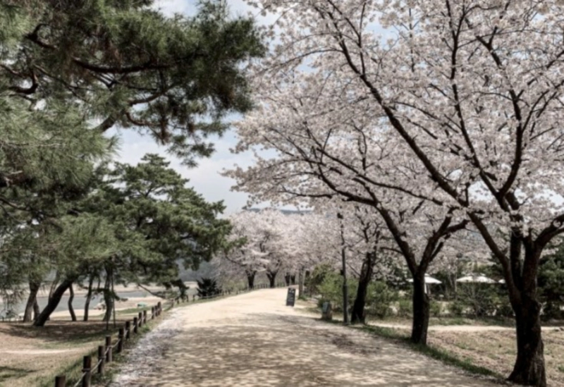 안동 하회마을 벚꽃길