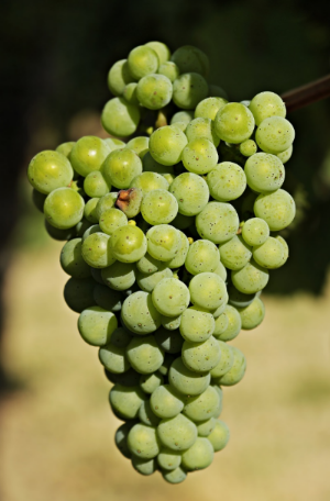 비숑 청포도를 먹었을 경우