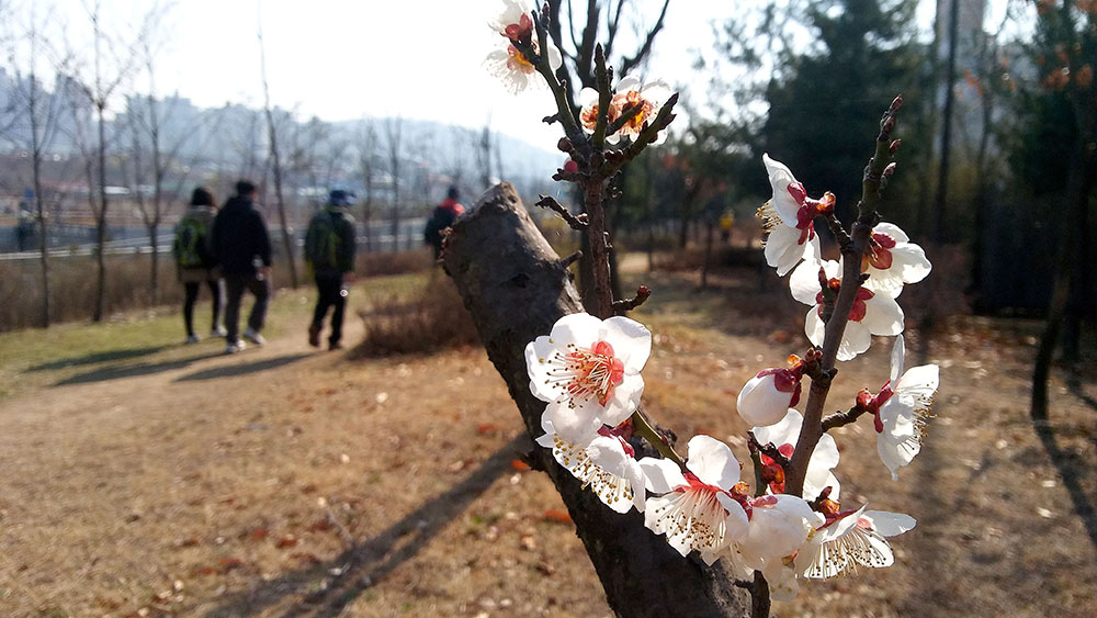 서울둘레길(SeoulTrail) 2-1코스 용마산&middot;아차산 '매화'