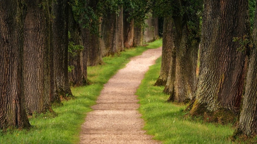 한라산 하산길 좌우 오래된 나무숲이 우거져 있는이미지