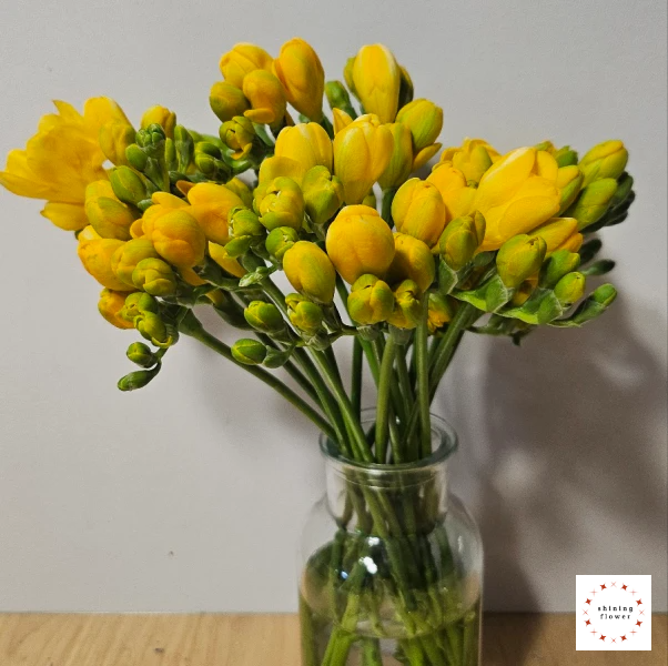 인터넷 꽃 주문-후리지아 꽃병에 담은 모습