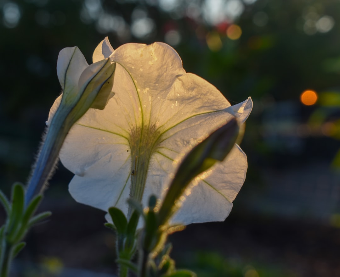 Petunia