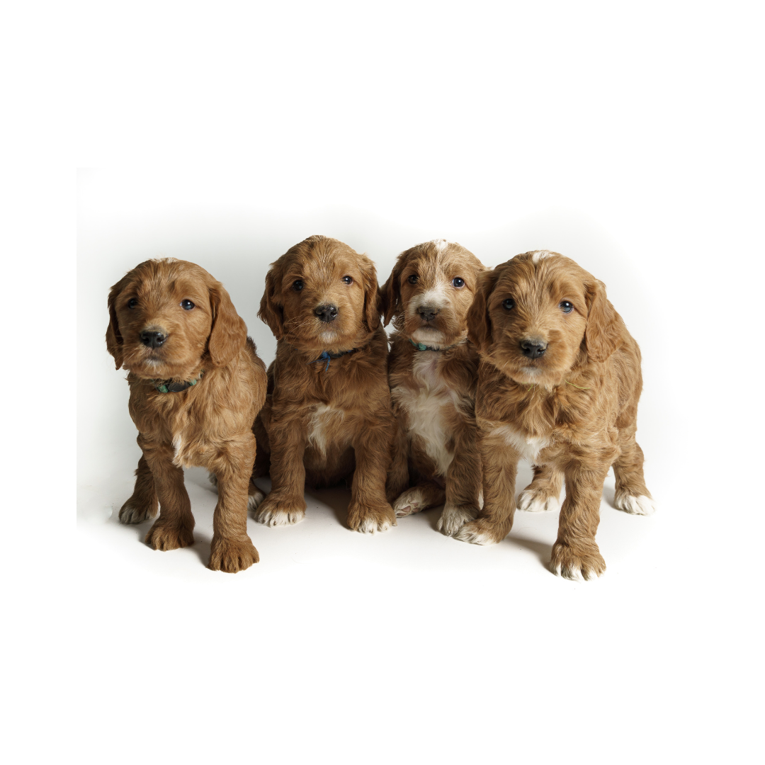 강아지 나이 계산법과 이에 따른 건강 관리법 알아보기