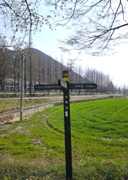 담양 메타세쿼이아길 봄꽃 산책 + 죽녹원시장