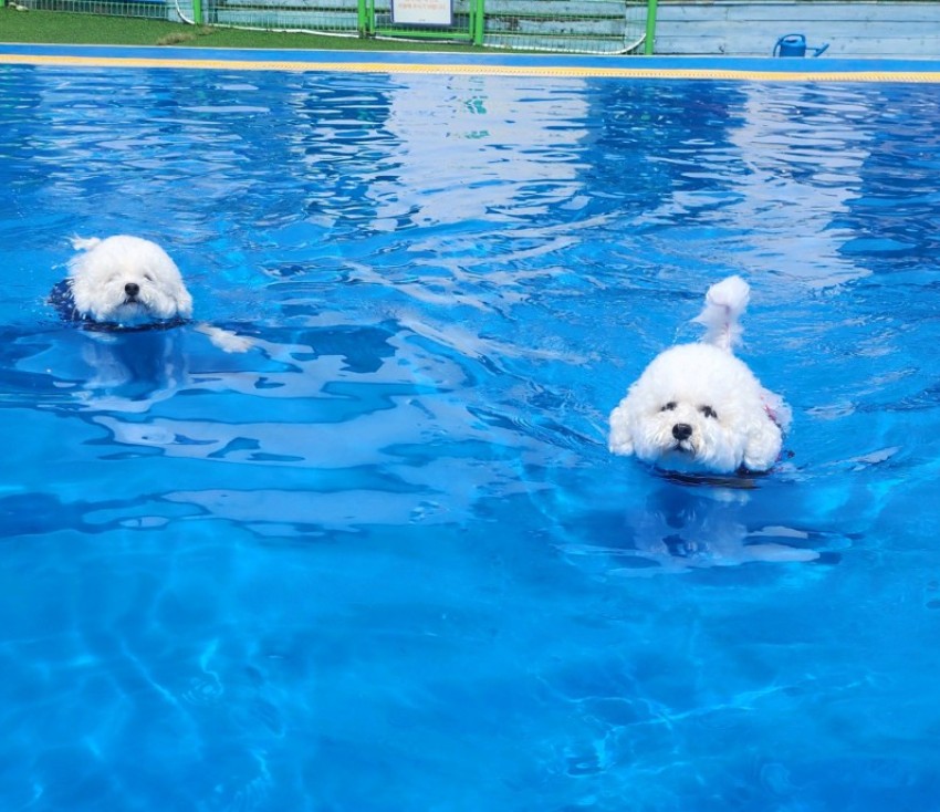 생방송투데이 반려견 워터파크 썸네일