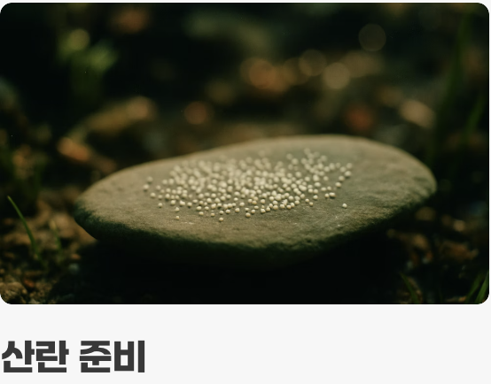 관찰하는 즐거움&amp;#44; 알콩달콩한 번식