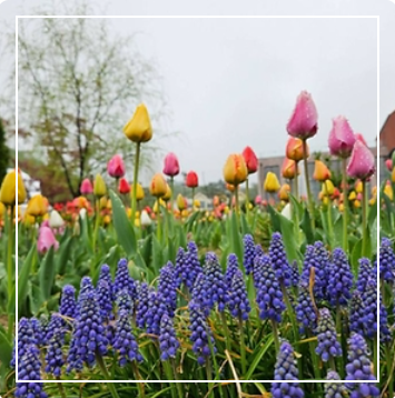 용인 자작나무숲 봄꽃축제 이미지 출처: 용인 자작나무숲