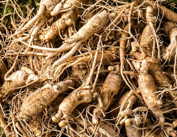 자연 약용 식물