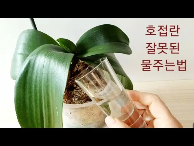 호접란 물주기