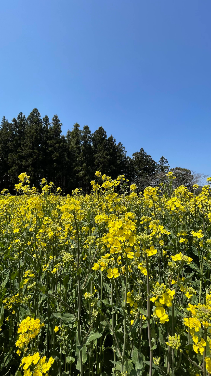 비밀의 숲 유채꽃밭
