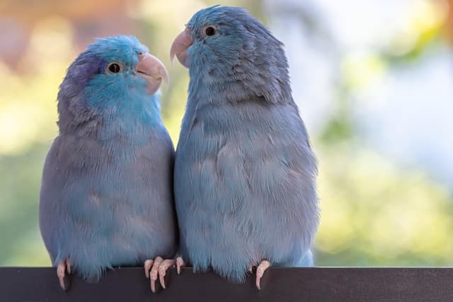 팔러독(Parrotlet) – 작은 체구의 희귀 앵무새