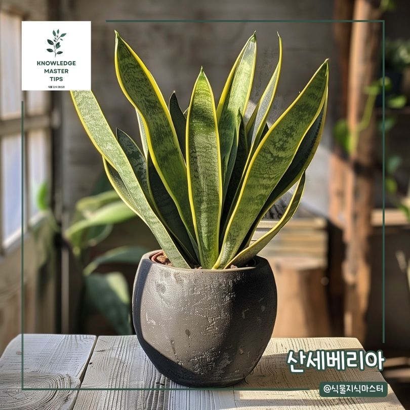 베란다에서 키우기 쉬운 식물 - 산세베리아