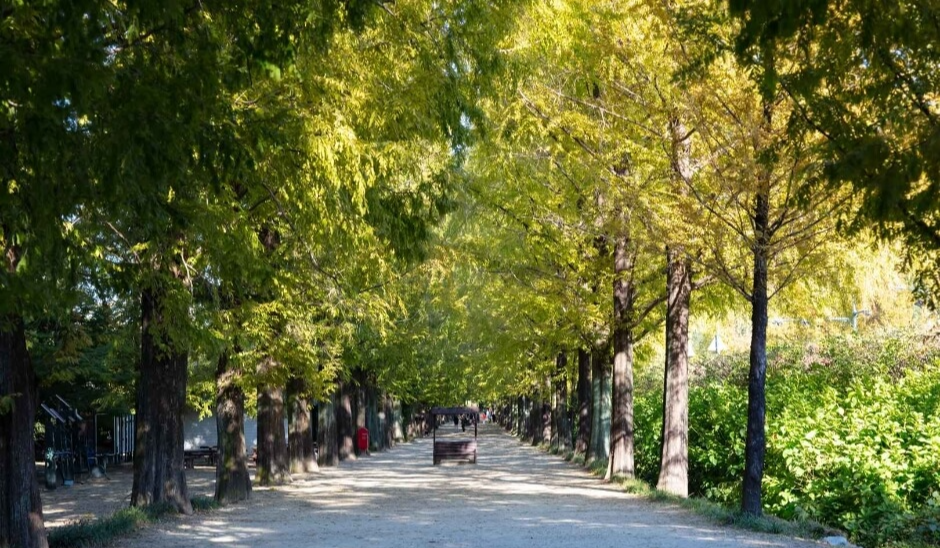 11월 여행지 추천 2024년 11월 한국 여행 11월 한국 여행지 TOP 10 가을 여행지 추천 한국 단풍 명소 억새 명소 추천 11월 가을 여행 추천 서울 억새밭 여행 제주도 가을 여행지 포천 명성산 억새 담양 메타세콰이아길 수원 방화수류정 피크닉 고성 미시령 은하수 11월 여행 코스 전라북도 부안 노을 세종시 국립수목원 당일치기 여행지 한국 가을 여행 코스 서울 가을 야경 명소 11월 당일치기 추천