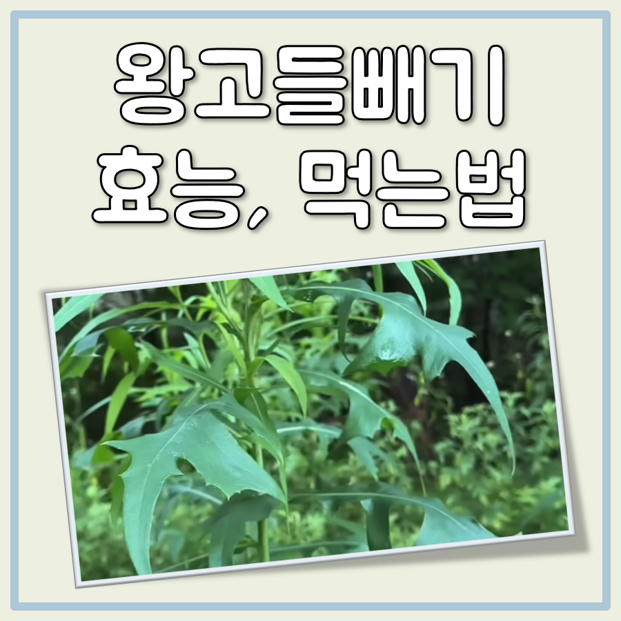 왕고들빼기 효능과 모양 그리고 제대로 먹는법