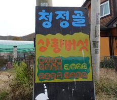 청정골상황버섯