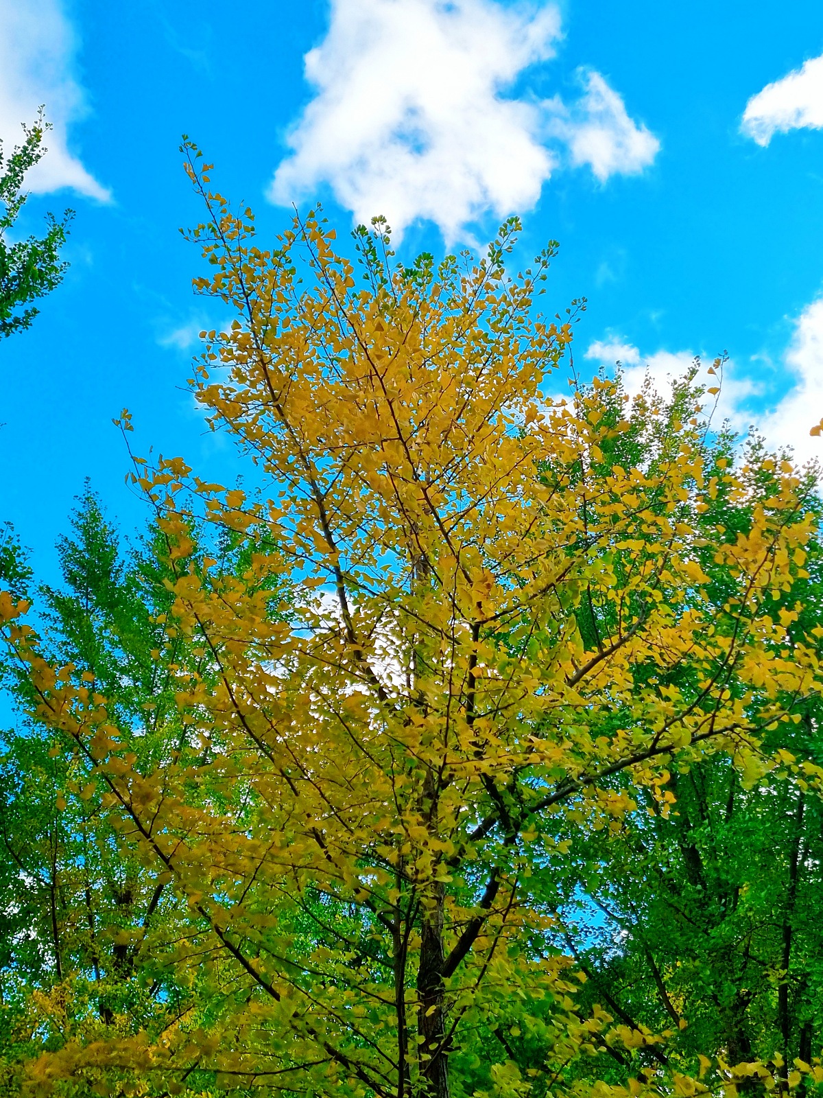 강원도 홍천 은행나무숲 방문 후기(10.23.): 단풍 확인 팁, 먹거리, 숙박