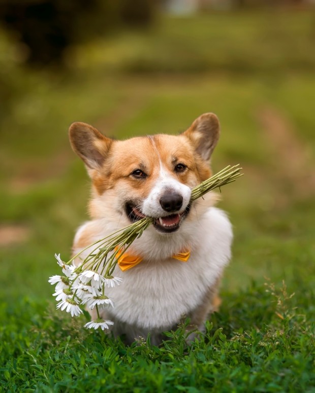 우리 강아지의 활기찬 아침 루틴