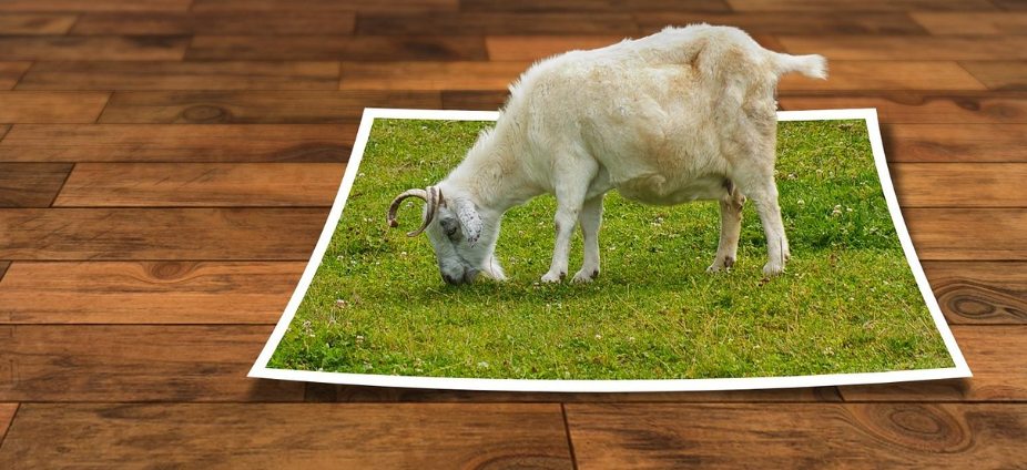 들에서 양이 풀띁은 이미지