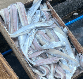 [6시 내고향] 여수 거문도 갈치요리맛집 강동횟집&amp;#44; 백도유람선 예약&amp;#44; 102년 적산가옥 일본식주택 고도민박