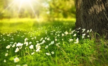 꽃 꿈해몽 67가지