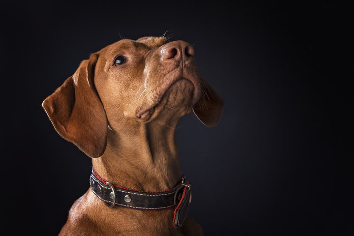 2025년 을사년 개띠 신년 운세