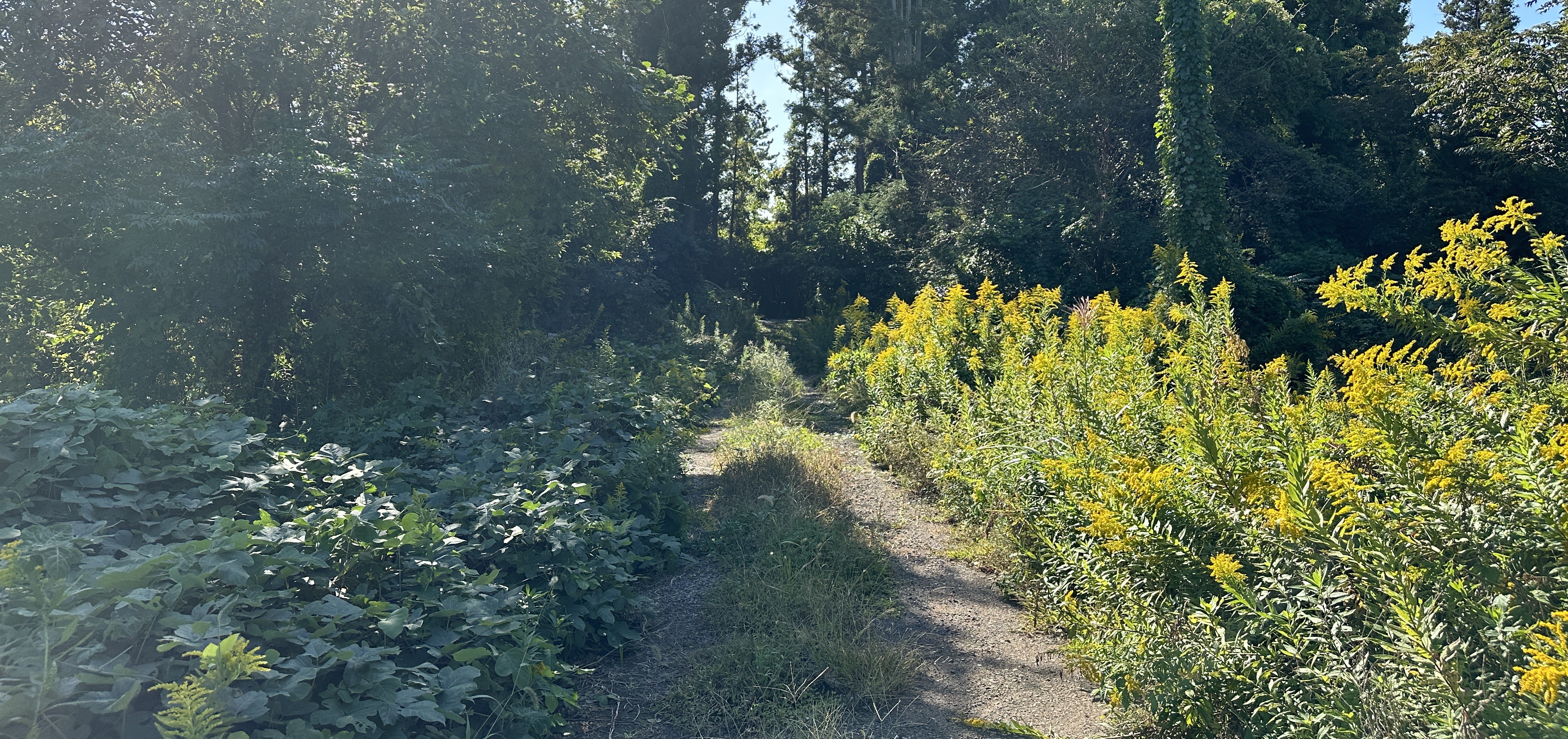 오드싱오름 산책로