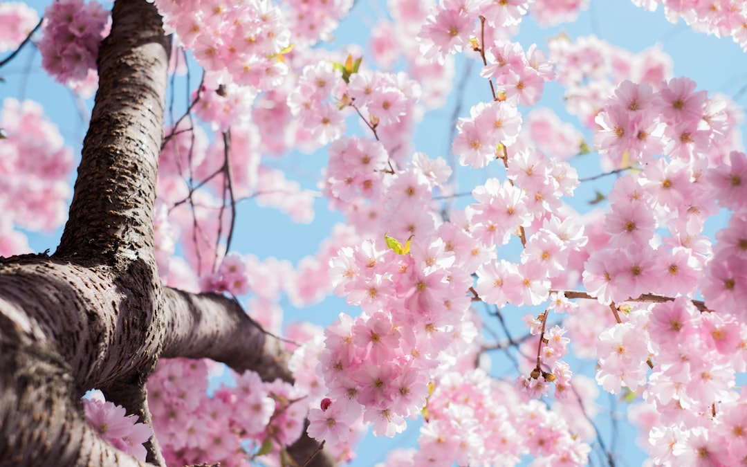Cherry blossoms.