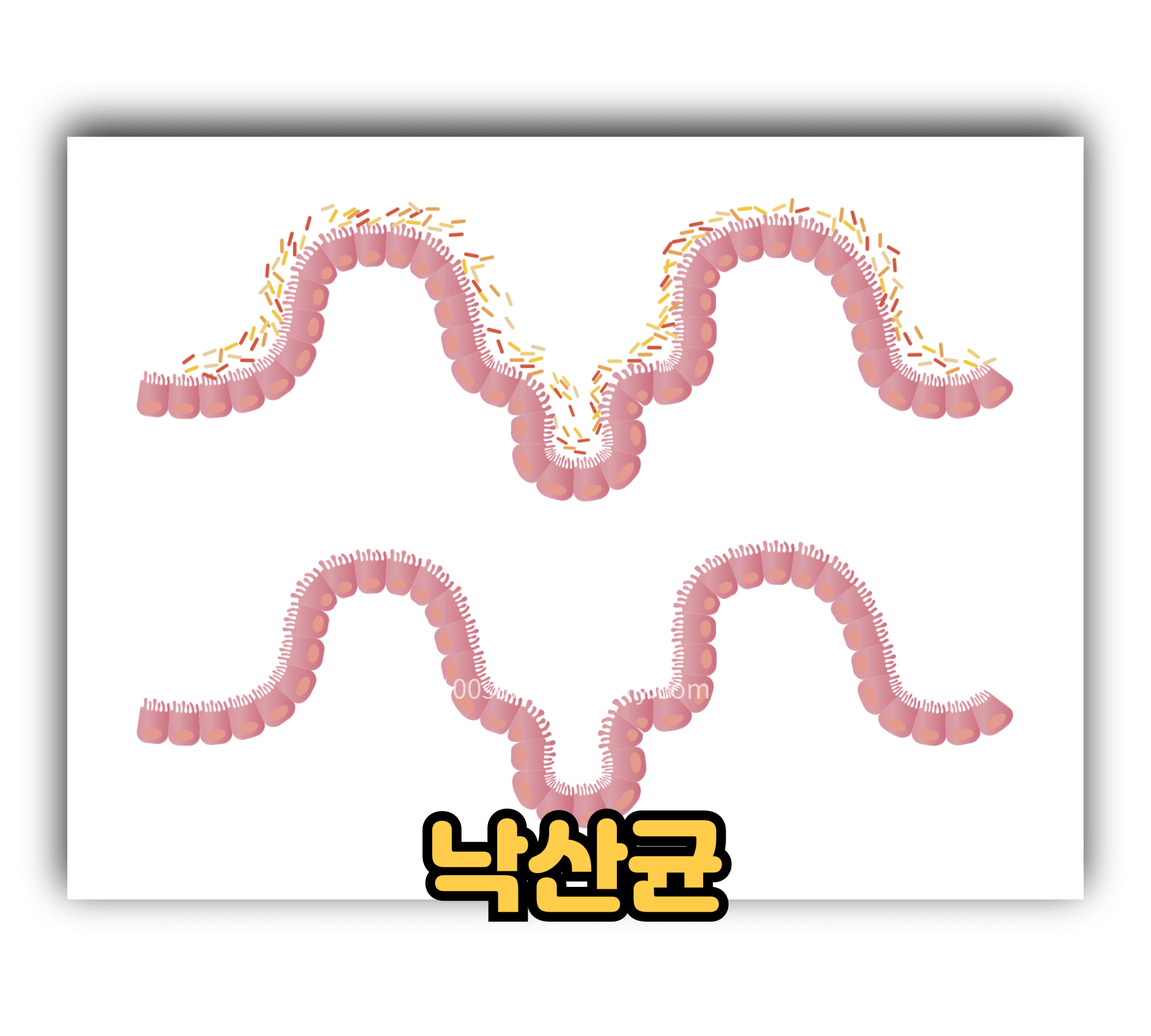 낙산균.jpg