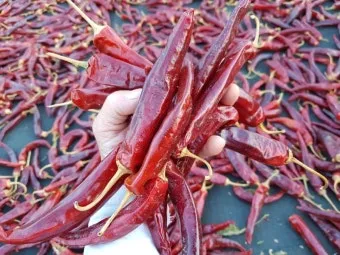 영양 고추 가격 시세 10근가격 현재 농산물 시세_24