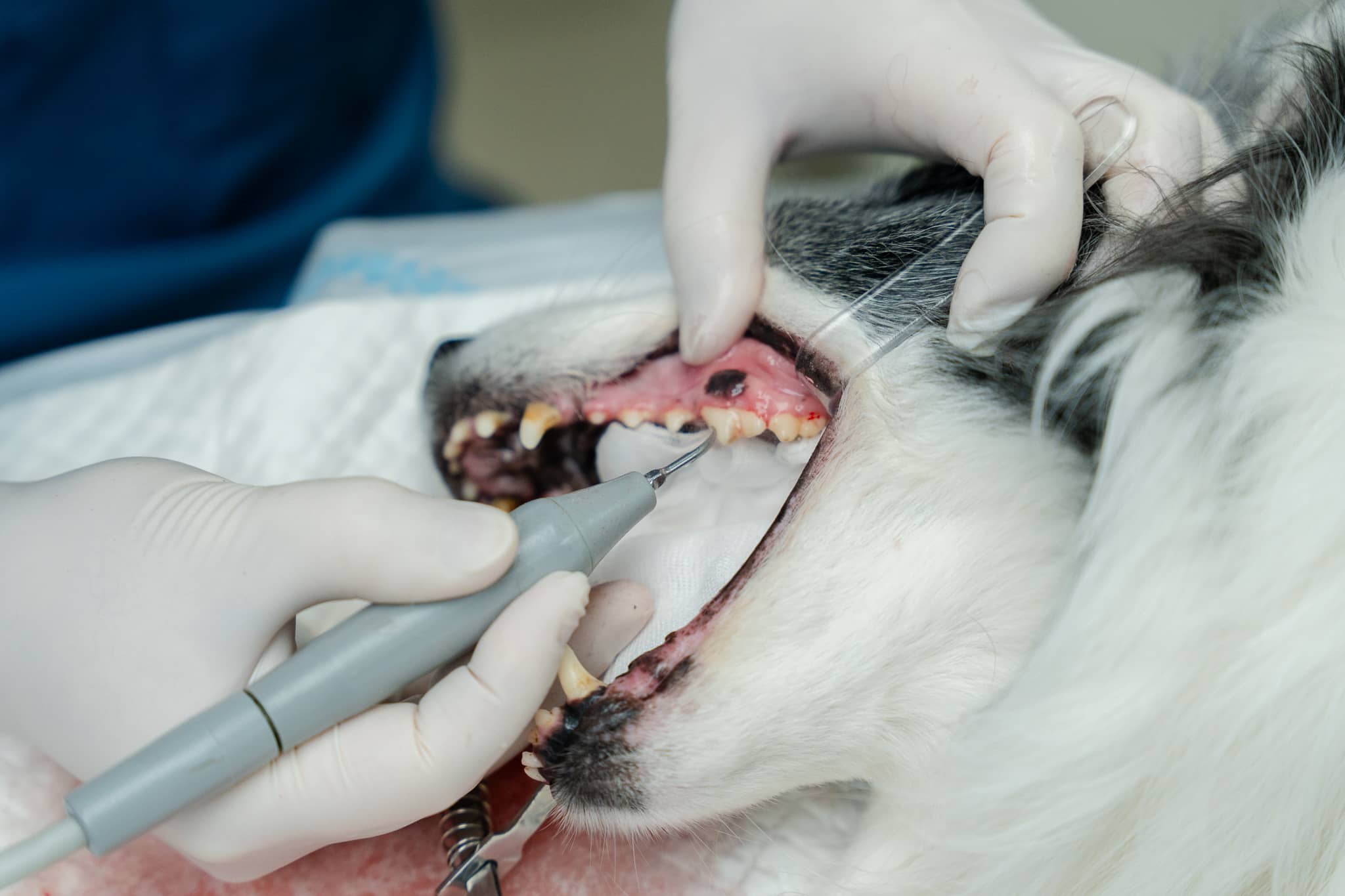 반려동물 스케일링이 꼭 필요한 이유! 치아 건강을 지키는 방법
