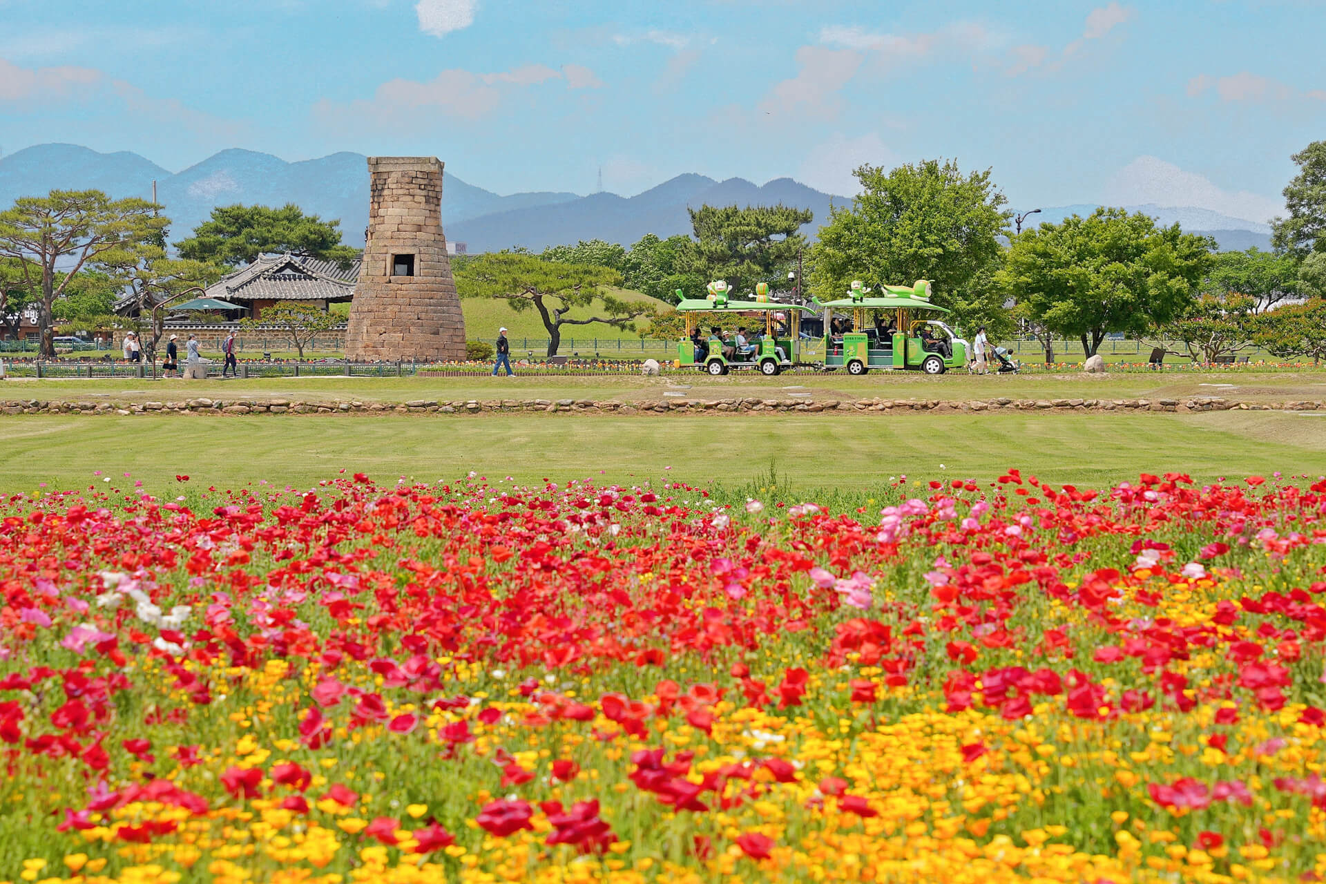 경주 첨성대 양귀비 꽃밭