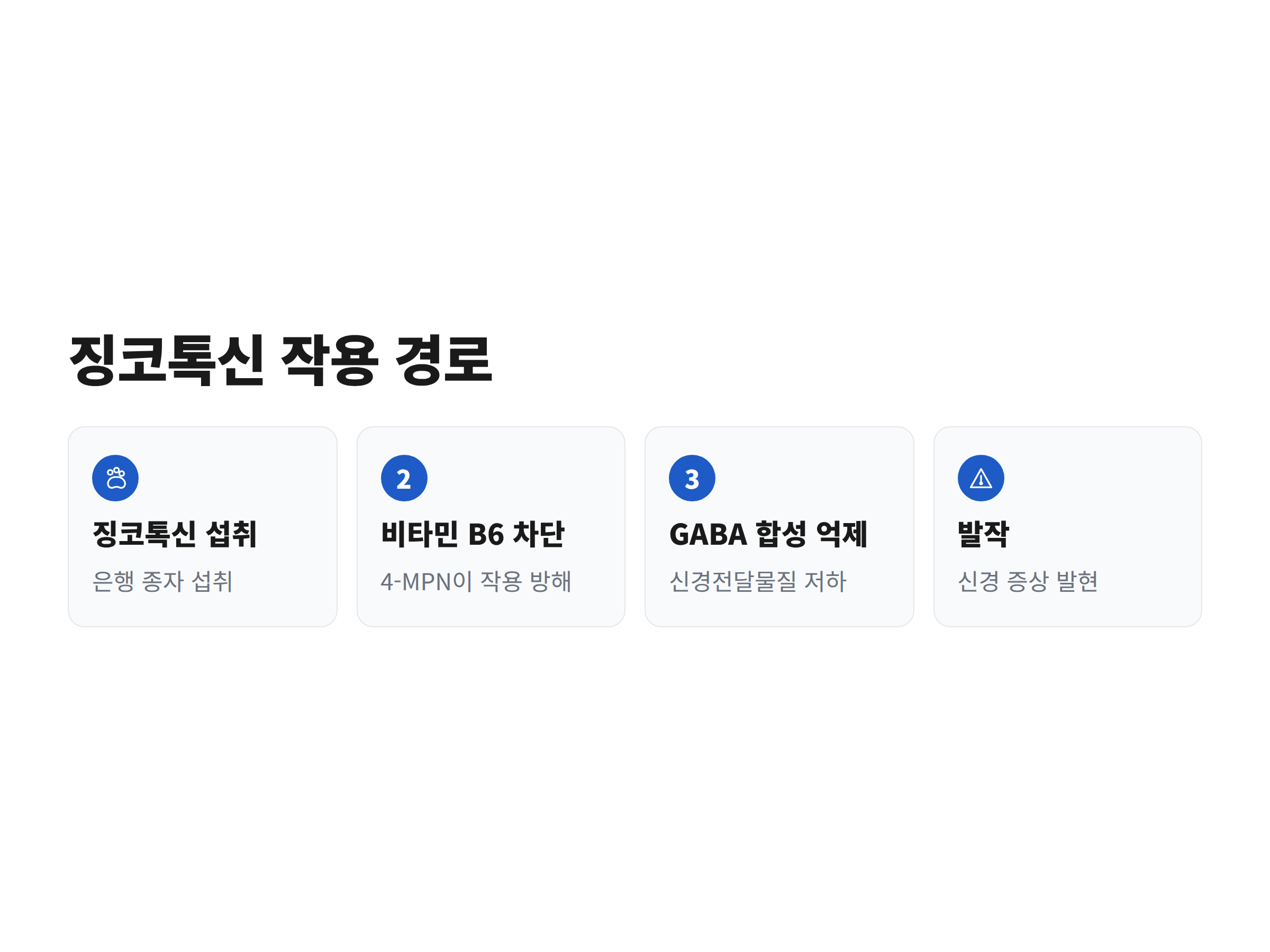 징코톡신 섭취부터 발작까지 이어지는 네 단계 작용 경로를 정리한 카드 이미지