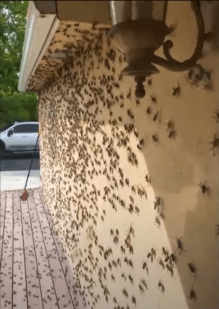 미국 서부 귀뚜라미 떼1