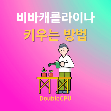 비바캐롤라이나 키우기 물주기