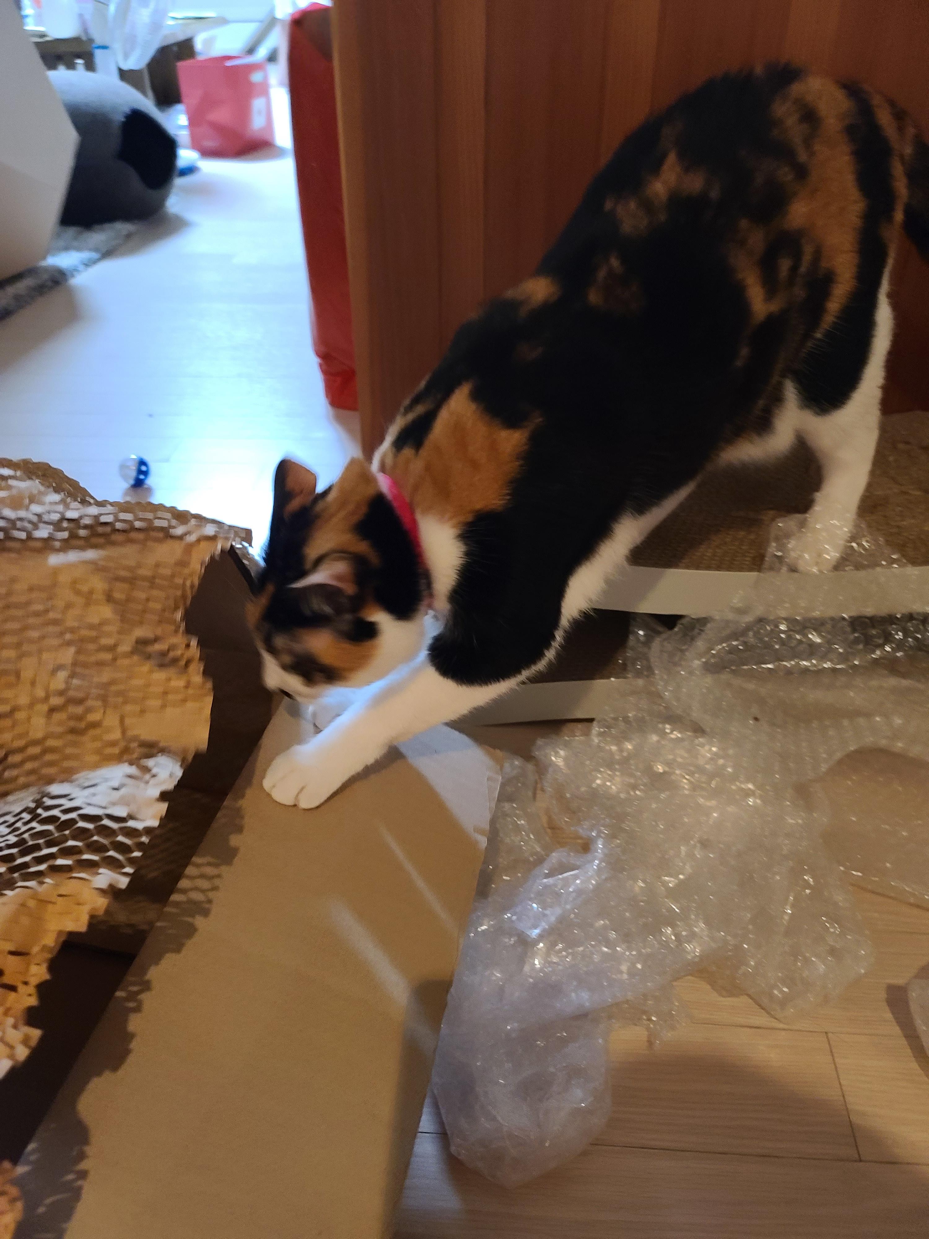 아이들의 호기심을 자극하는 장난감이 택배에 딸려왔다!